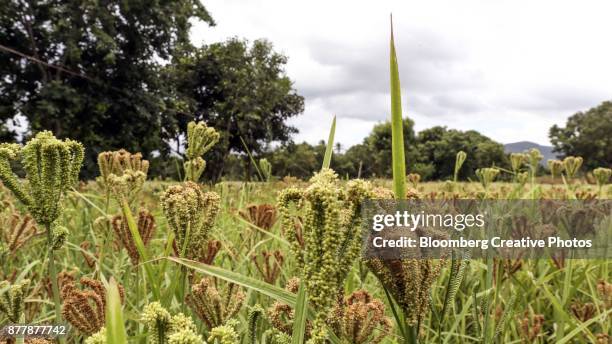 millet grows in a field in india - mijo fotografías e imágenes de stock