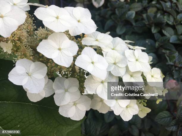Oakleaf Hydrangea Photos and Premium High Res Pictures - Getty Images