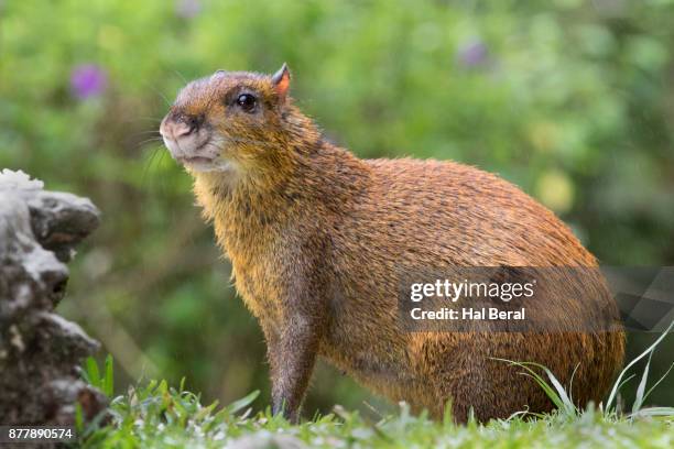 agouti - agouti animal stock-fotos und bilder