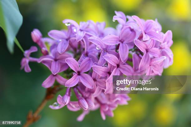 dew drops on a beautiful purple lilac cluster - purple lilac stock pictures, royalty-free photos & images