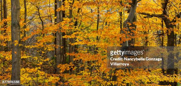 autumn trees - nancybelle villarroya stock pictures, royalty-free photos & images