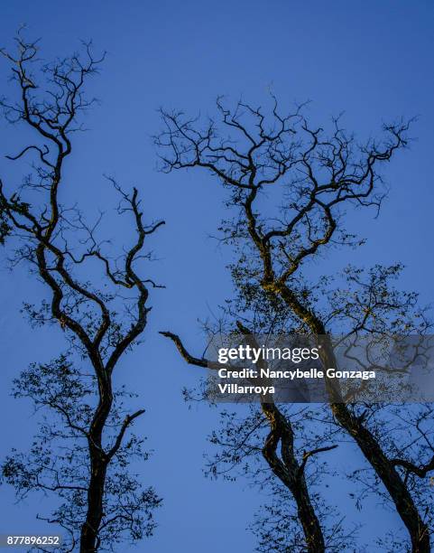 autumn trees - nancybelle villarroya - fotografias e filmes do acervo