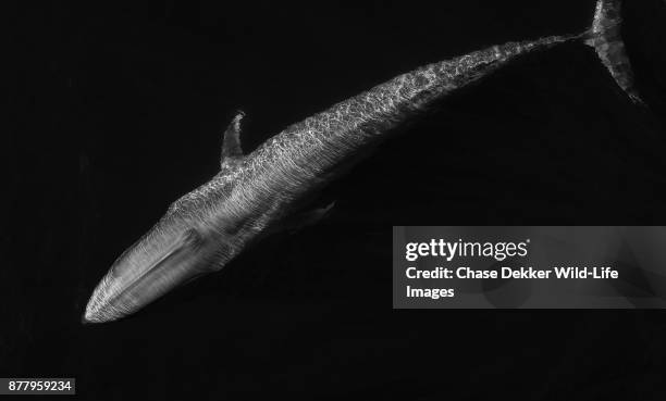 blue whale black & white - blue whale stock pictures, royalty-free photos & images