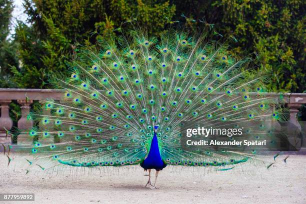 close up of colorful peacock with his feathers fanned out - pavone foto e immagini stock