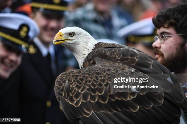 Spirit, a bald eagle, who flew prior to a football game between the Auburn Tigers and the ULM Warhawks on Saturday, November 18, 2017 at Jordan-Hare...
