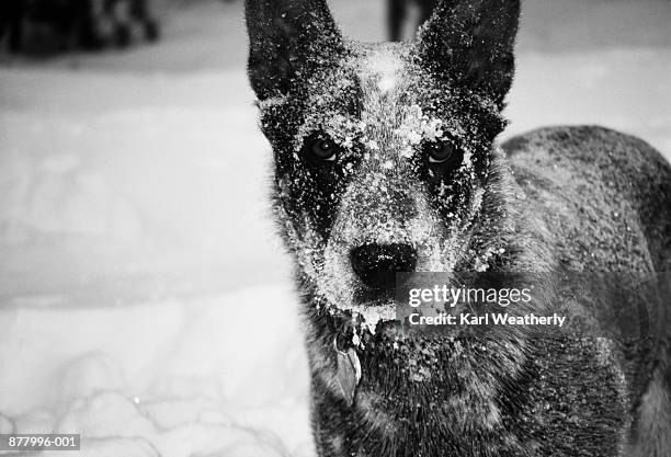 blue heeler with snow on face, close-up (b&w) - australian cattle dog stock pictures, royalty-free photos & images