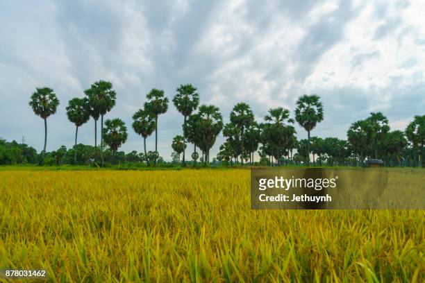 sugar palm trees on the paddy field in morning. mekong delta, chau doc, an giang, vietnam - palm sugar stock pictures, royalty-free photos & images