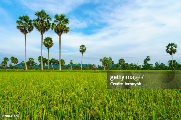 sugar palm trees on the paddy field in morning. mekong delta, chau doc, an giang, vietnam - palm sugar stock pictures, royalty-free photos & images