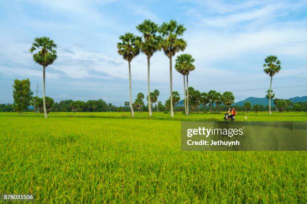 sugar palm trees on the paddy field in morning. mekong delta, chau doc, an giang, vietnam - palm sugar stock pictures, royalty-free photos & images