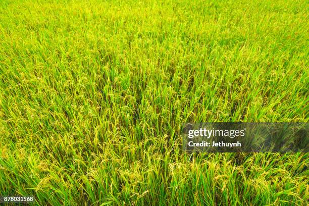 Angargin Rice 116 Angiang Stock Photos, High-Res Pictures, and Images - Getty Images