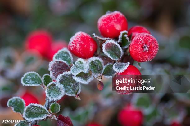 cotoneaster berries - cotoneaster horizontalis stock pictures, royalty-free photos & images