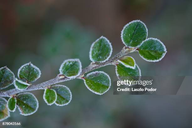 cotoneaster leaves - cotoneaster horizontalis stock pictures, royalty-free photos & images