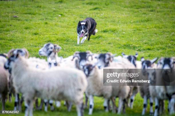 herding dog - herd stockfoto's en -beelden