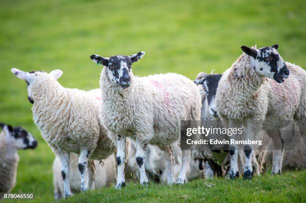 O Rame O Rama Photos and Premium High Res Pictures - Getty Images