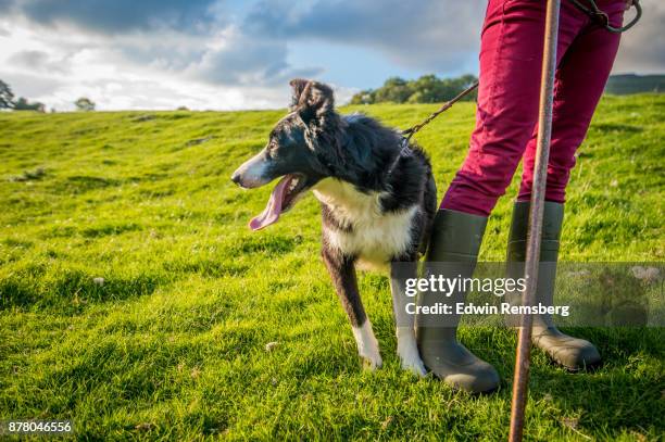 dog and master - shepherd stock pictures, royalty-free photos & images