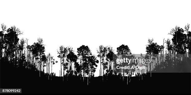 bäume und tal - birch forest stock-grafiken, -clipart, -cartoons und -symbole