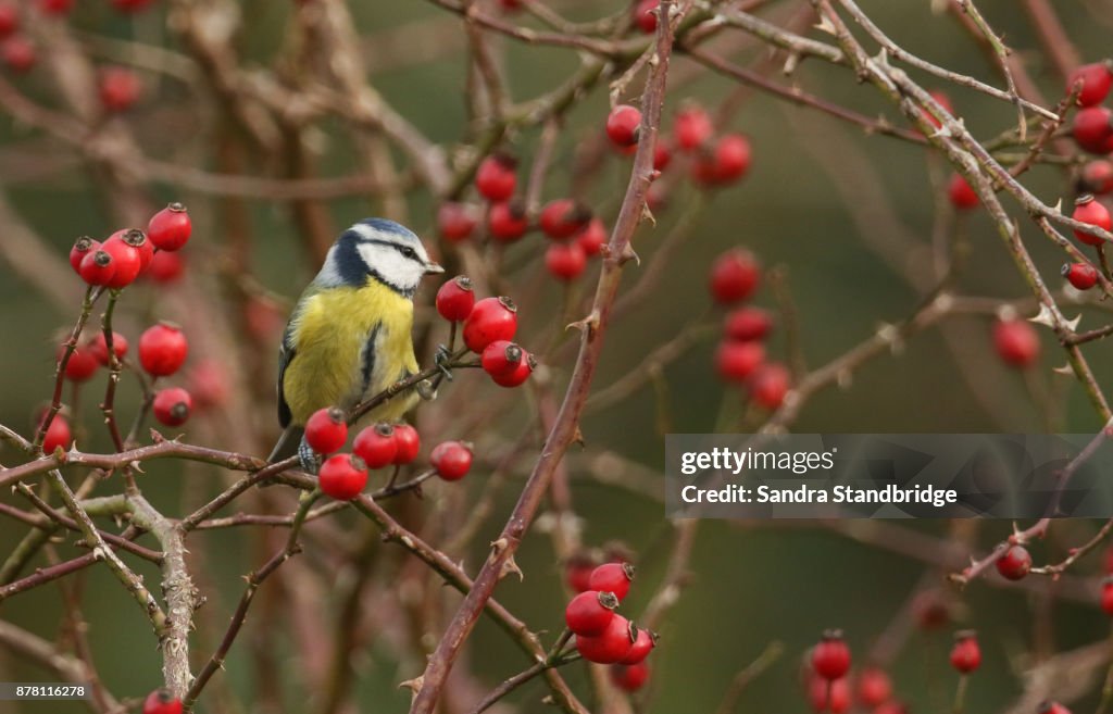 A stunning Blue Tit (Cyanistes caeruleus) perched on a dog rose bush eating the rose hips.