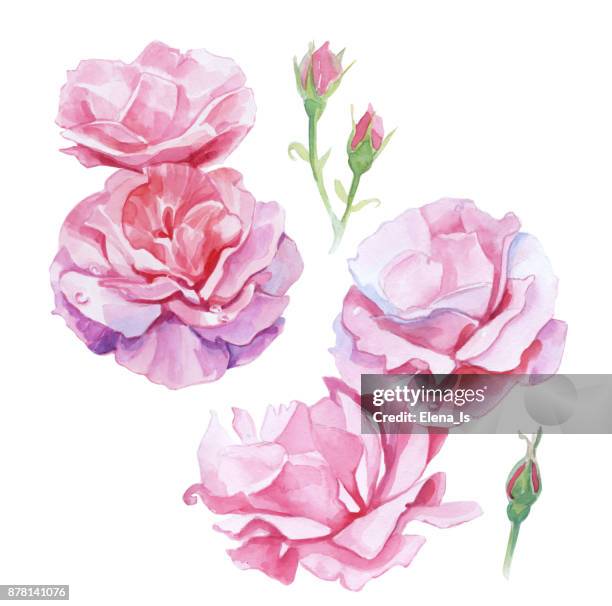 ilustraciones, imágenes clip art, dibujos animados e iconos de stock de conjunto de aislados rosas acuarela. ilustración botánica. - pétalos de rosa