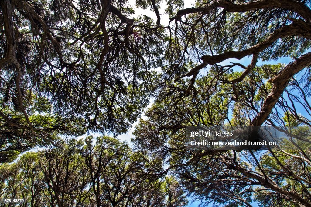 Look up to the canopy of Manuka trees