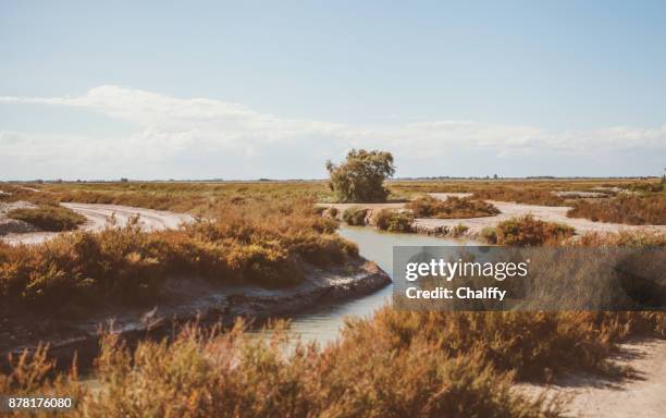 wild horses in camargue - camargue stock pictures, royalty-free photos & images