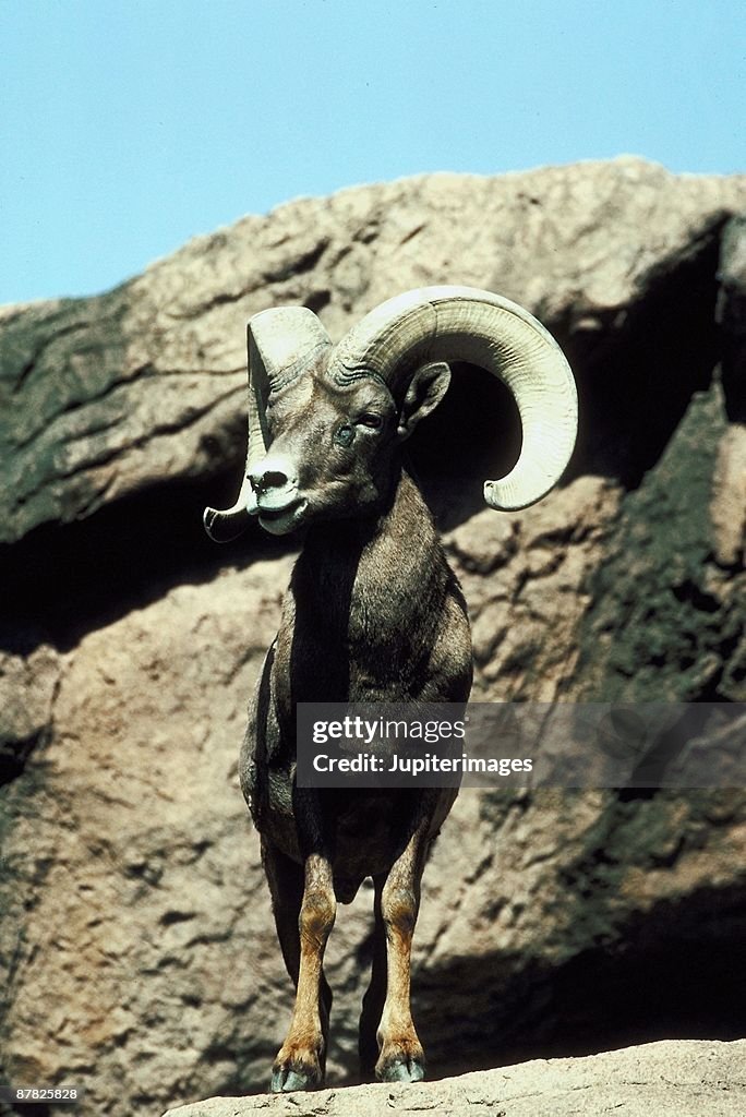 Desert bighorn sheep