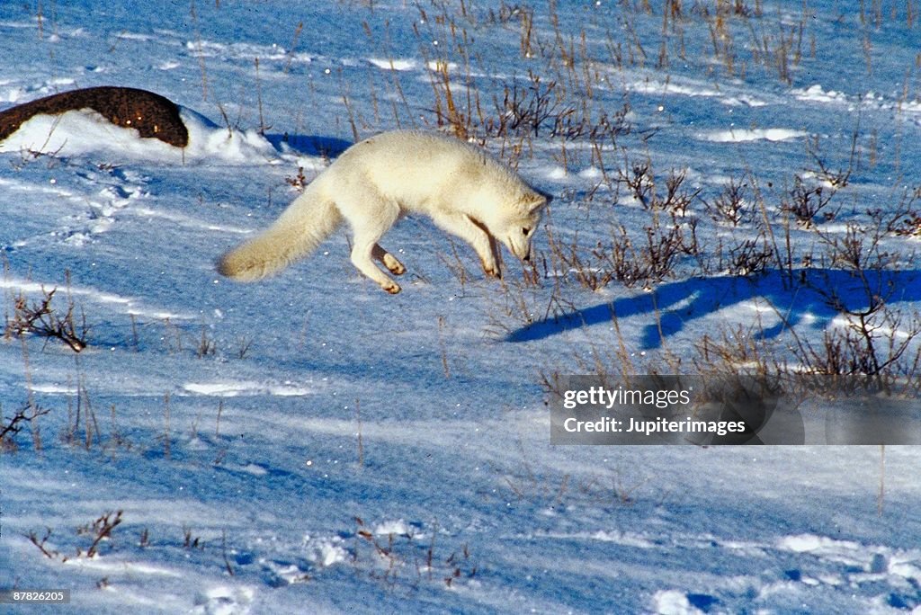 Arctic fox jumping in midair