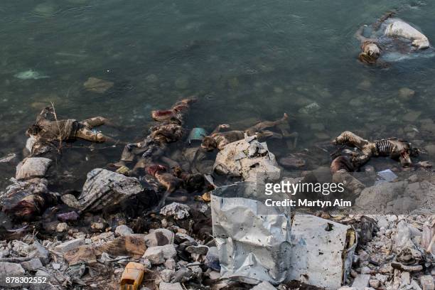 Dead bodies of presumed Islamic State fighters killed by Iraqi forces in the water on the bank of the Tigris River on July 22, 2017 in Mosul, Iraq....