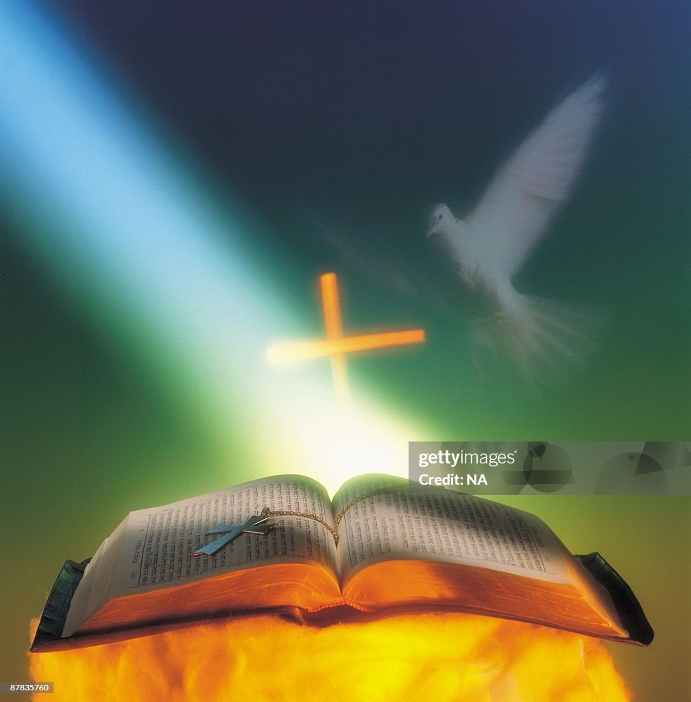 White dove appearing and light shining on Holy Bible