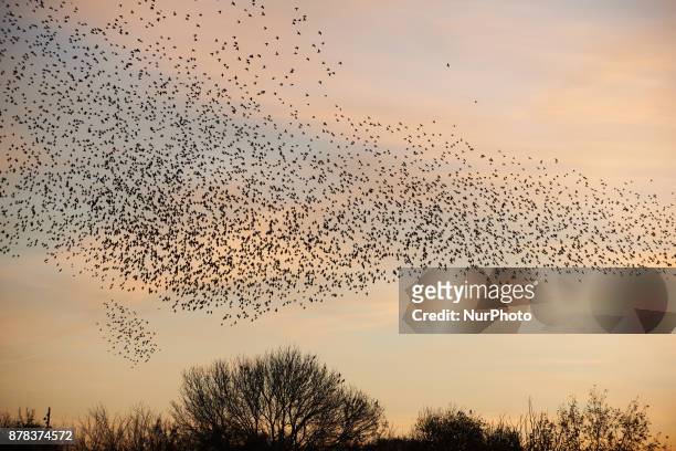 Common starlings arrive in Toulouse, France. November on 24th 2017, at sunset to sleep as they do every year from autumn to spring. They fly by...