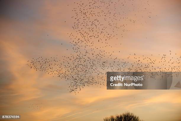 Common starlings arrive in Toulouse, France. November on 24th 2017, at sunset to sleep as they do every year from autumn to spring. They fly by...