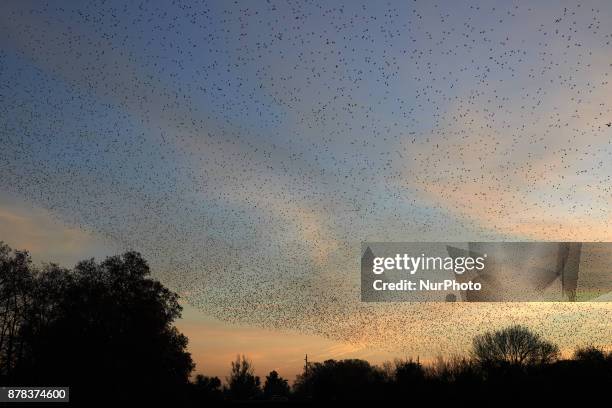 Common starlings arrive in Toulouse, France. November on 24th 2017, at sunset to sleep as they do every year from autumn to spring. They fly by...