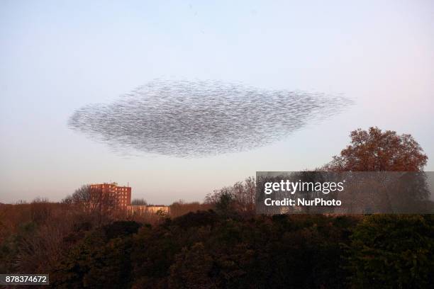 Common starlings arrive in Toulouse, France. November on 24th 2017, at sunset to sleep as they do every year from autumn to spring. They fly by...