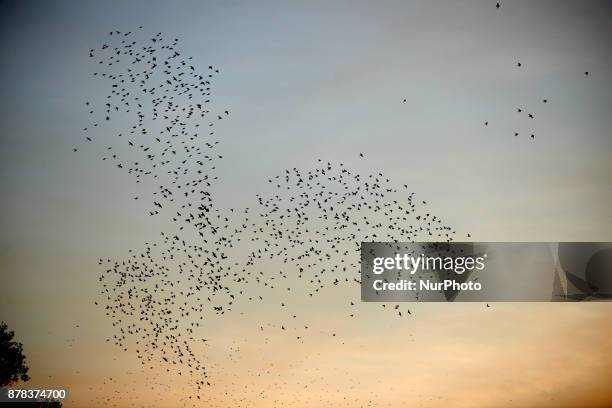 Common starlings arrive in Toulouse, France. November on 24th 2017, at sunset to sleep as they do every year from autumn to spring. They fly by...