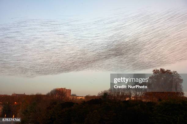 Common starlings arrive in Toulouse, France. November on 24th 2017, at sunset to sleep as they do every year from autumn to spring. They fly by...