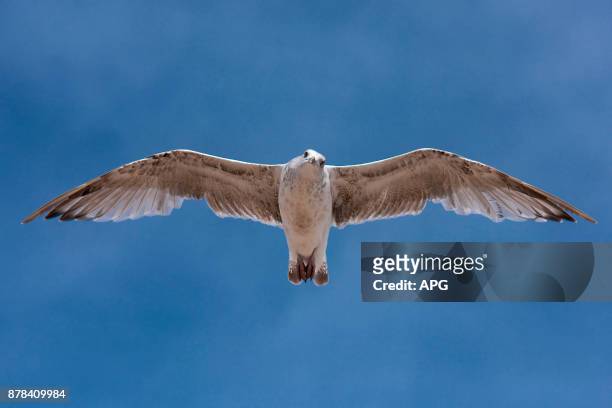 in flight - gaivota stock-fotos und bilder