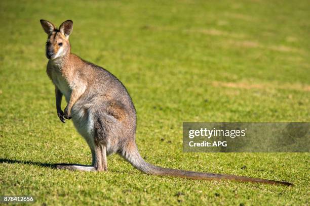 wallaby - wallabies fotografías e imágenes de stock