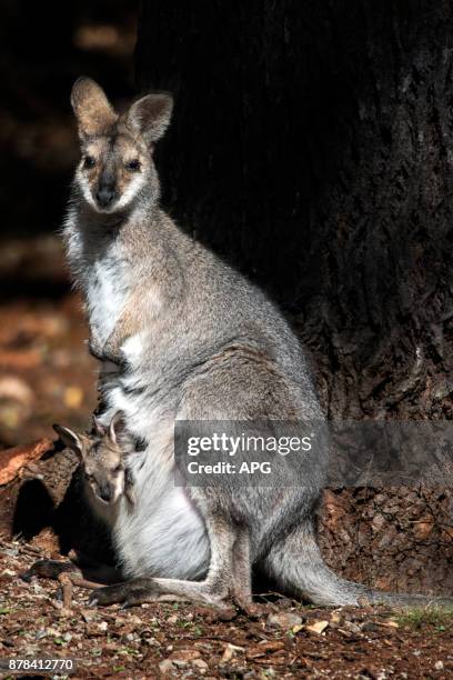 wallaby - natureza 個照片及圖片檔