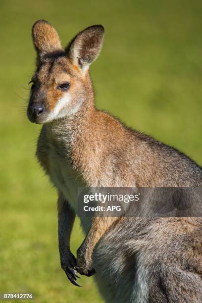 wallaby - natureza 個照片及圖片檔