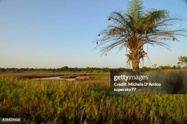 in the tropical swamp - guinea bissau stock pictures, royalty-free photos & images