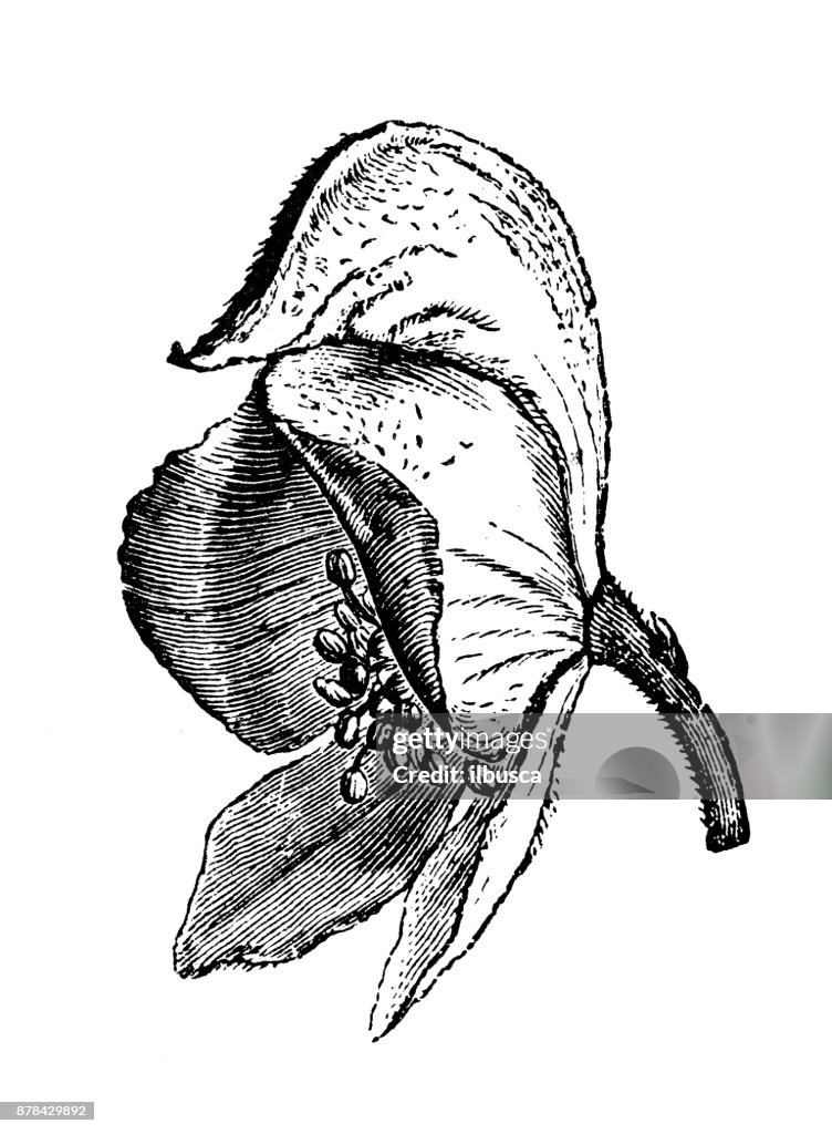Botany plants antique engraving illustration: Aconitum napellus (monk's-hood, aconite, wolfsbane)