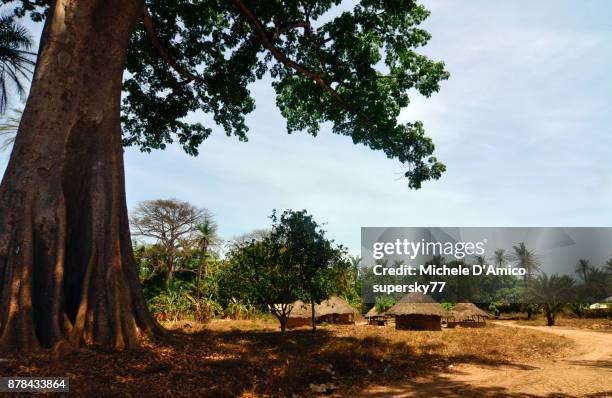 village dwarfed by a huge tree - guinea bissau stock pictures, royalty-free photos & images