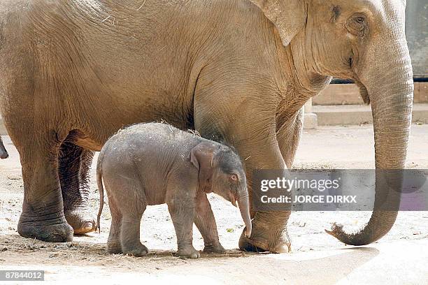 New-born female elephant Kai Mook and mother Phyo Phyo are pictured at the Antwerp Zoo, on May 19, 2009. Kai Mook was born on May 17. AFP PHOTO /...