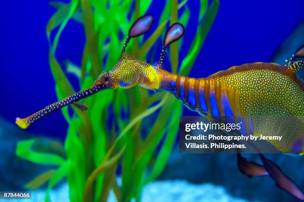 weedy sea dragon - seahorse stock pictures, royalty-free photos & images