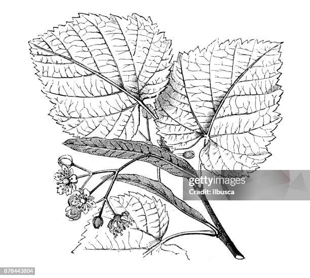 botany plants antique engraving illustration: tilia (lime tree) - lime tree stock illustrations