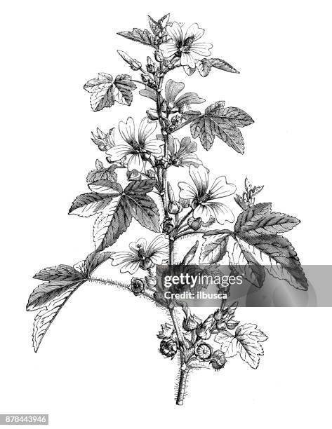 ilustraciones, imágenes clip art, dibujos animados e iconos de stock de botánica plantas antigua ilustración de grabado: malva sylvestris (malva) - malva