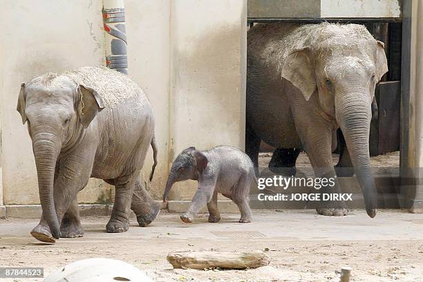 New-born female elephant Kai Mook and mother Phyo Phyo are pictured at the Antwerp Zoo, on May 19, 2009. Kai Mook was born on May 17. Elephant on the...