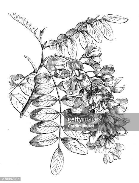 botanik pflanzen antik gravur abbildung: robinia pseudoacacia (falsche akazie) - akazie stock-grafiken, -clipart, -cartoons und -symbole
