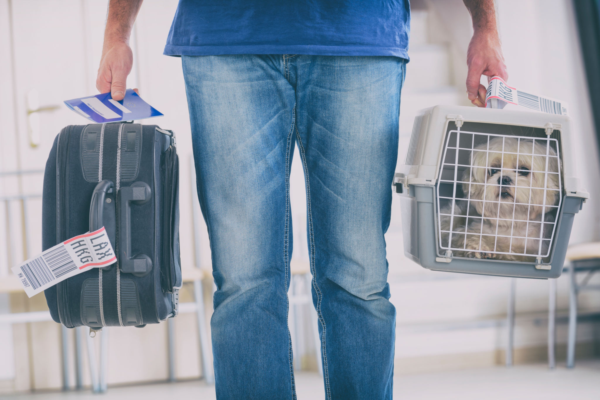 pet travel