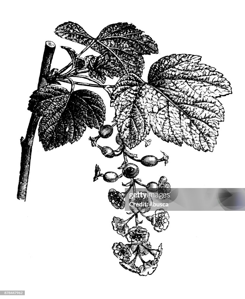 Botany plants antique engraving illustration: Red Currant