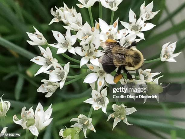 bee on a chive flower - diane diederich fotografías e imágenes de stock